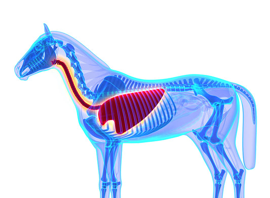 The importance of the horses respiratory system in health and performance - part 1