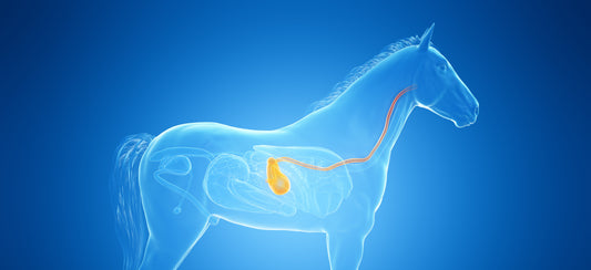 Understanding how the equine digestive system works to help reduce the risk of health problems
