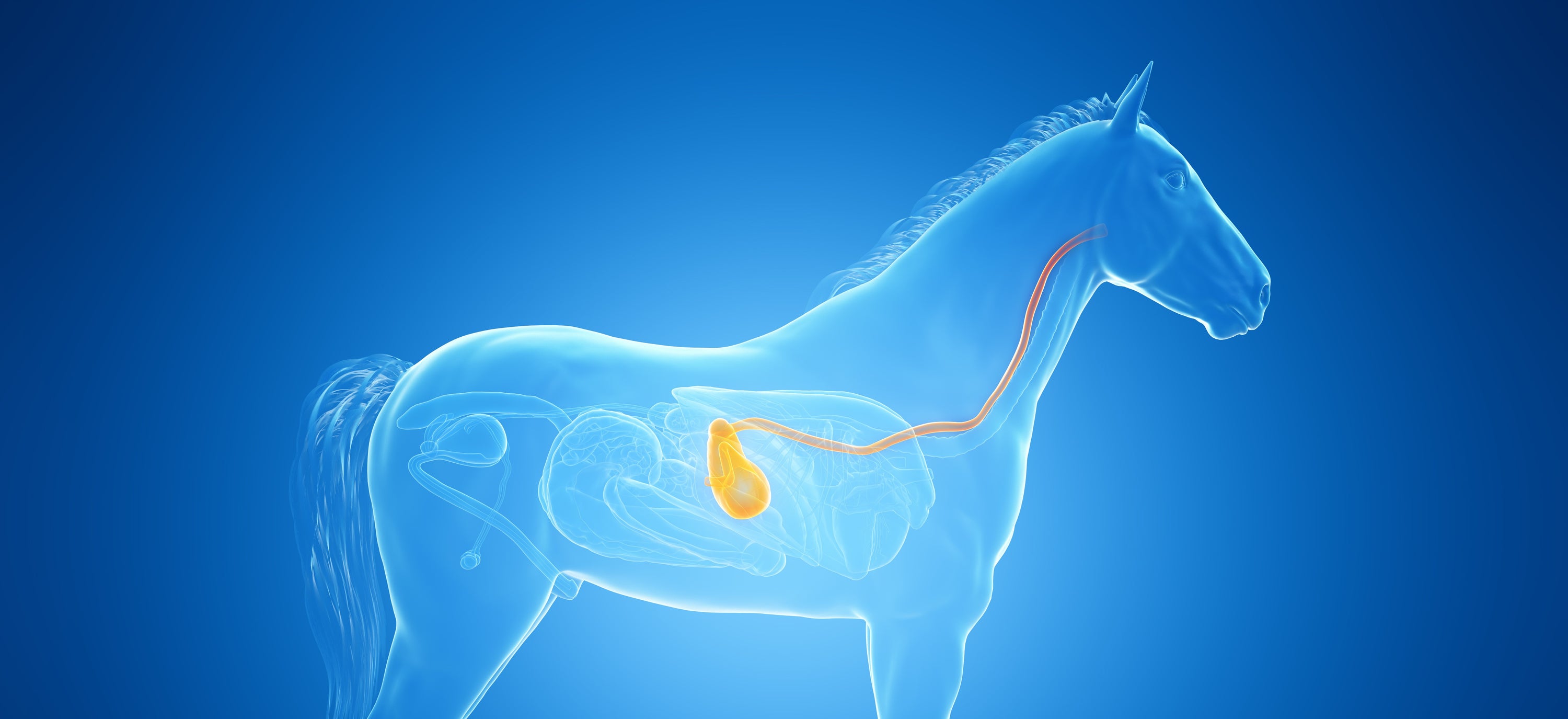 Understanding how the equine digestive system works to help reduce the risk of health problems