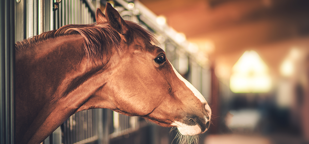 My horse has a cough how can Haygain help?
