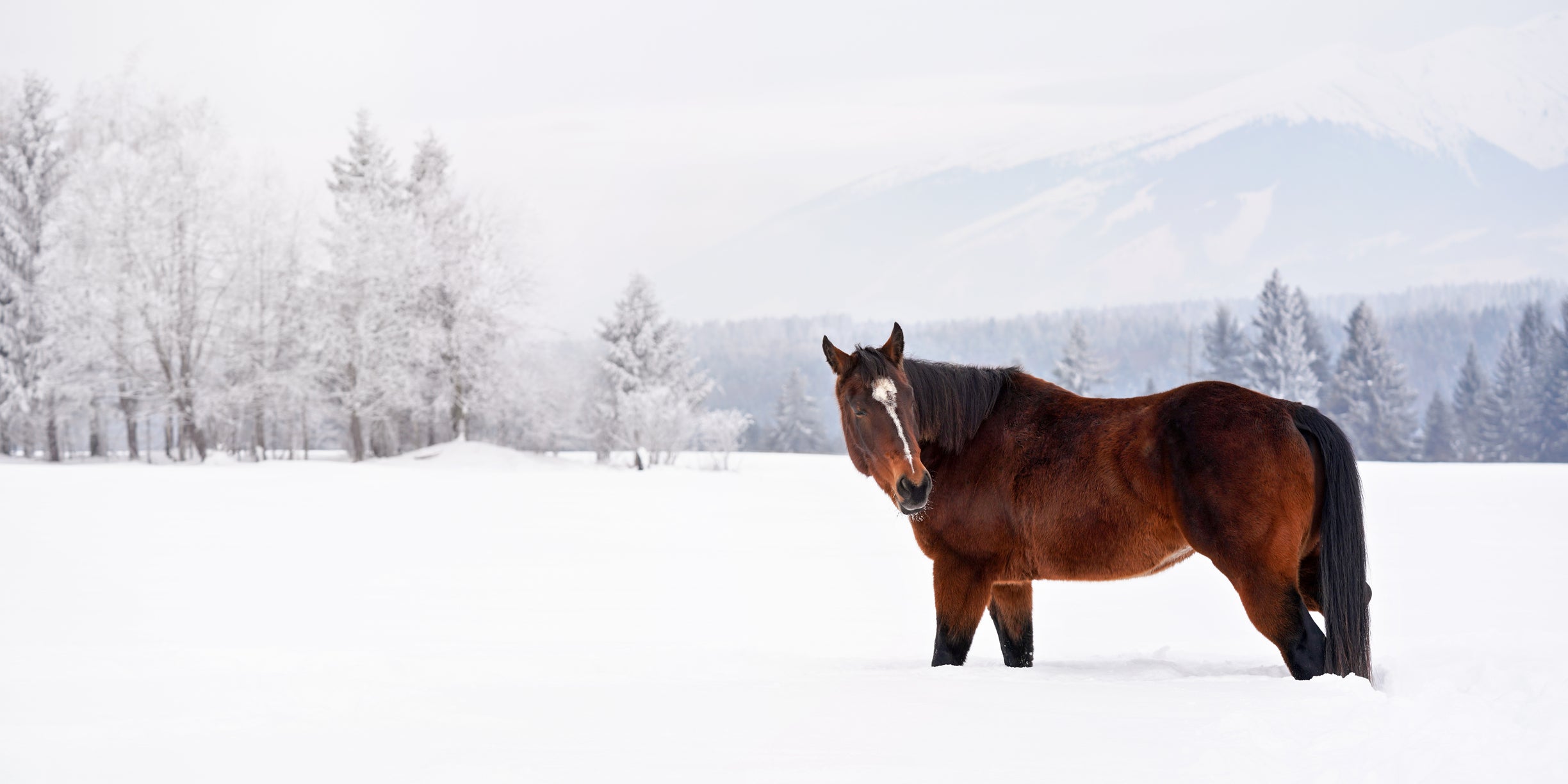 Preventing winter colic