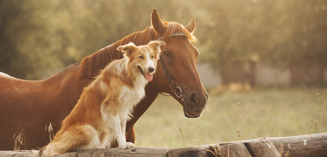 What do we know about Coronavirus and its potential threat to our cats, dogs and horses?