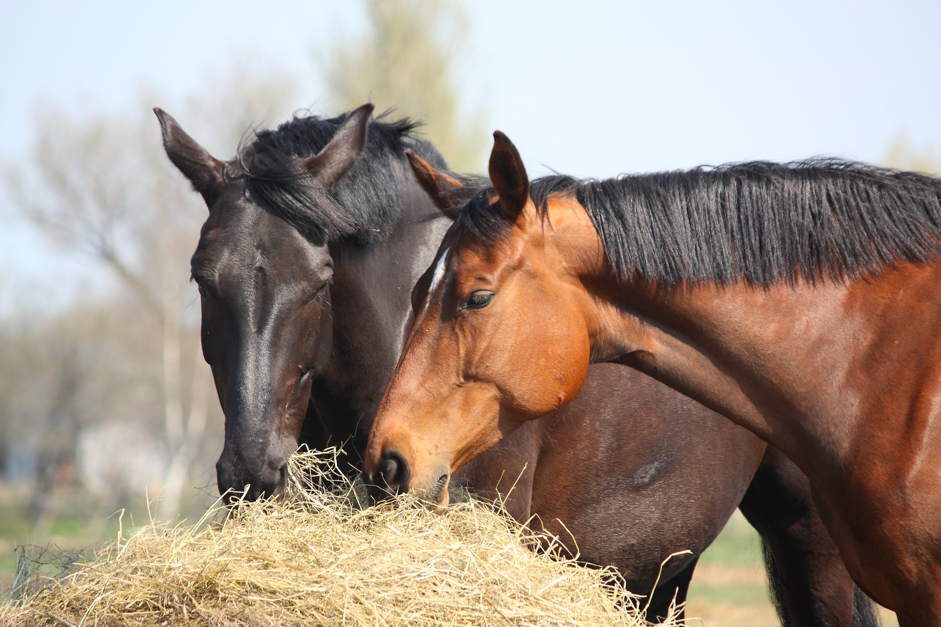 How can steaming help to prevent colic? Part 2