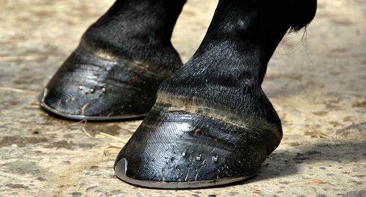 Laminitis - Causes and prevention