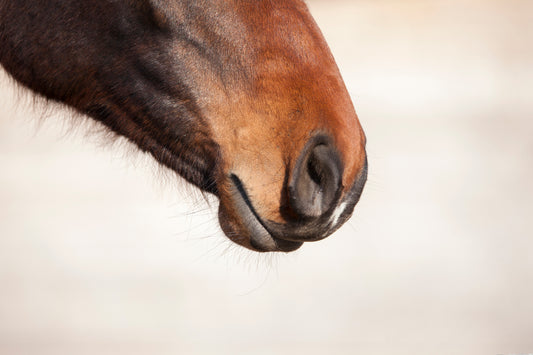 Respiratory disease in competition horses