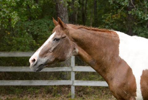 A geriatric horse showing signs of aging