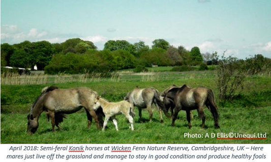 Horse chewing forage as the first step in forage digestion