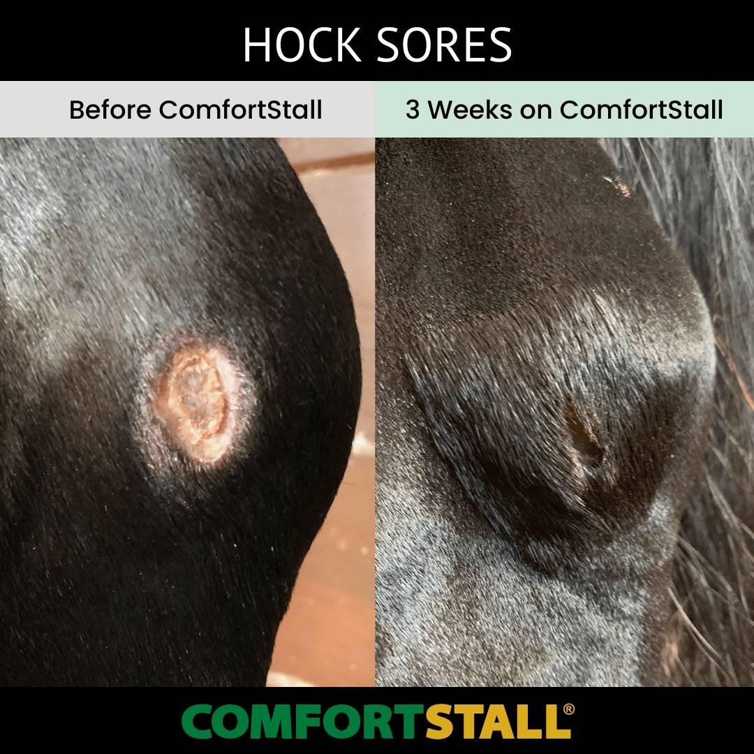 Resolving Hock Sores: The Game Changer for Dressage Mare Dixie WRF