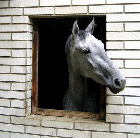 Horse comfortably residing in a stall with appropriate flooring