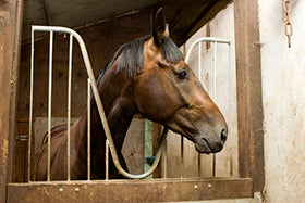 Care of the horse on box rest
