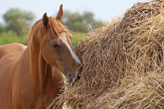 Horse eating Fungi