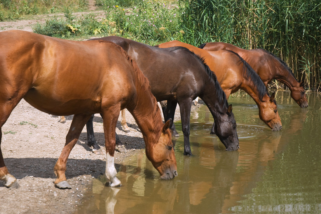 How to keep your horse hydrated, happy and healthy this winter