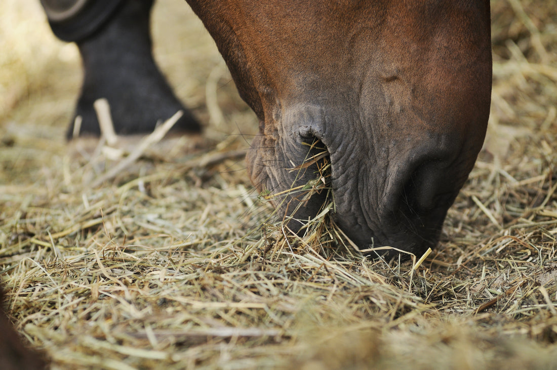 How and why the digestive system of the horse works best with a high fibre diet