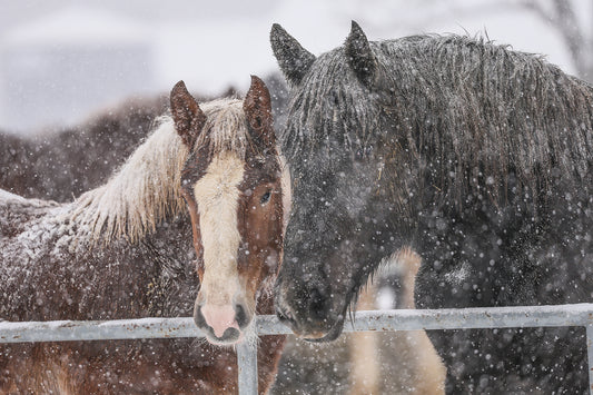 How horses adapt to the Winter Season