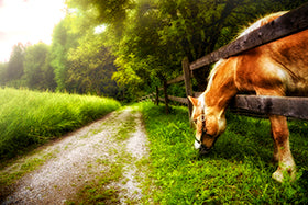 Restricting calories while keeping our equine friends busy chewing