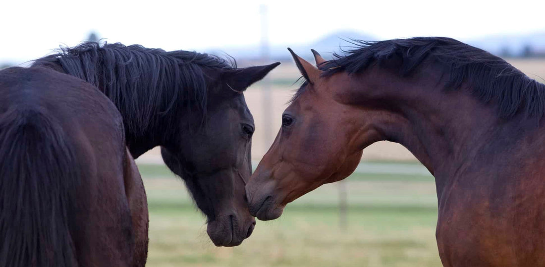 Feeding Stallions