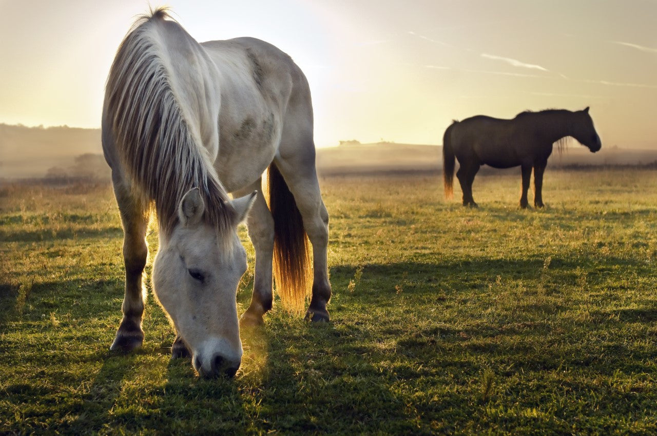 Natural grazing behaviour and the benefits