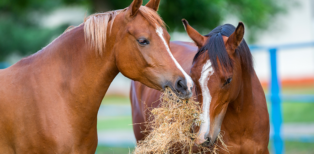 Is your horse a fussy eater? Try steamed hay!