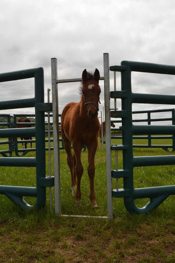 Duracorral Creep Pen